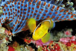 La plongée sous-marine – Activités Réunion