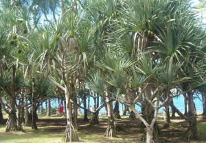 Le Vacoa, une plante d’exception– Culture Réunion