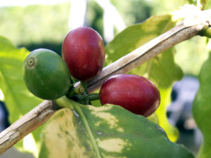 Le café Bourbon Pointu – Gastronomie Réunion