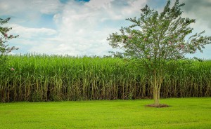 La Réunion, balade et culture dans les champs de canne à sucre